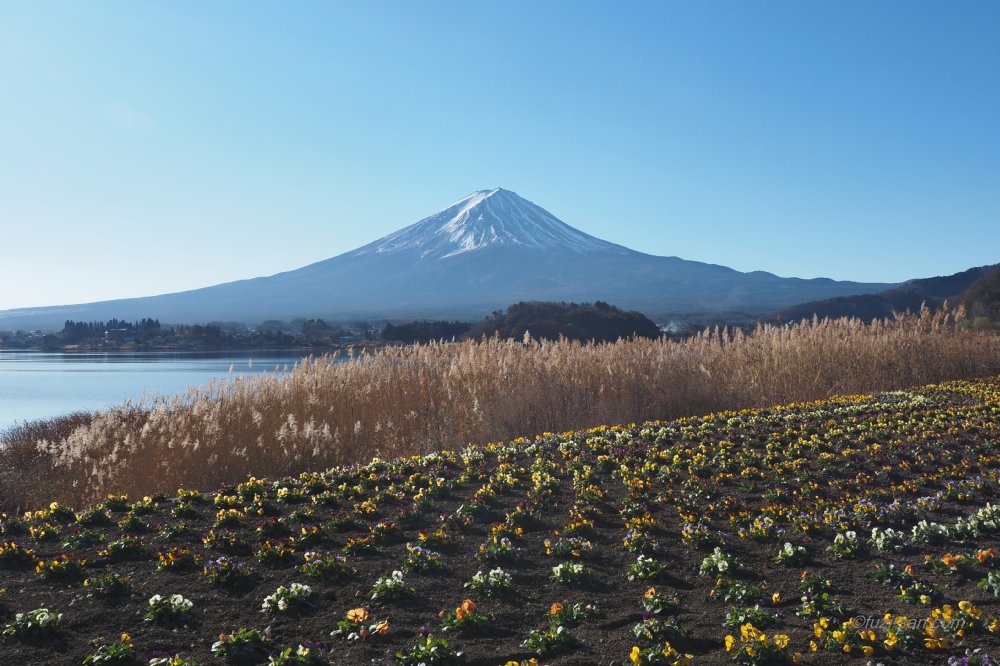 クリックで拡大表示<河口湖大石公園からの富士山(08:57)>