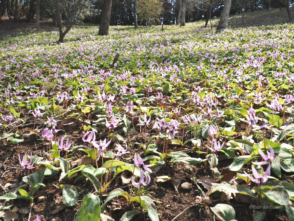 クリックで拡大表示<カタクリ(さやま花多来里の郷)>