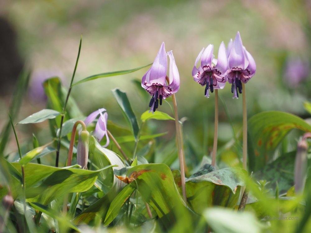 クリックで拡大表示<カタクリ(さやま花多来里の郷)>