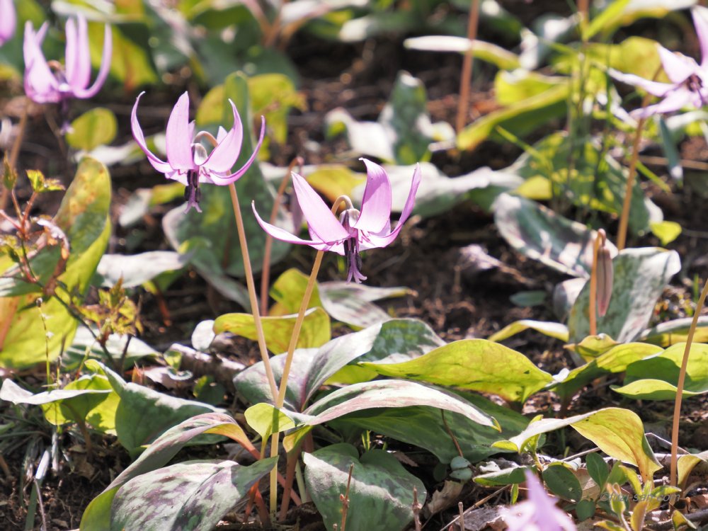 クリックで拡大表示<カタクリ(さやま花多来里の郷)>