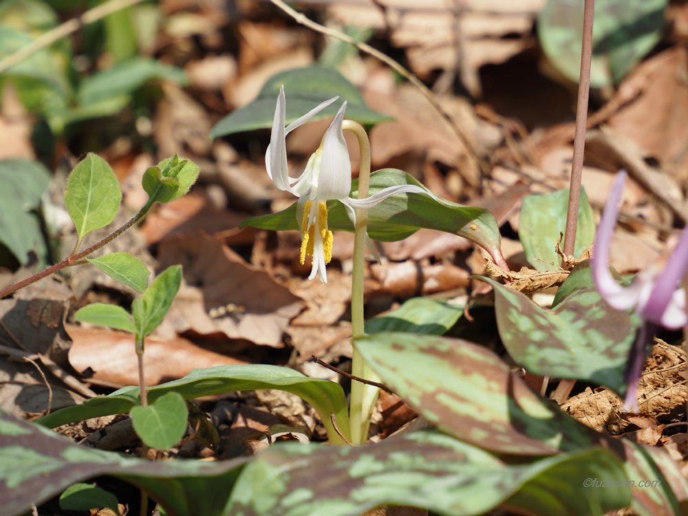 クリックで拡大表示<白いカタクリ(さやま花多来里の郷)>
