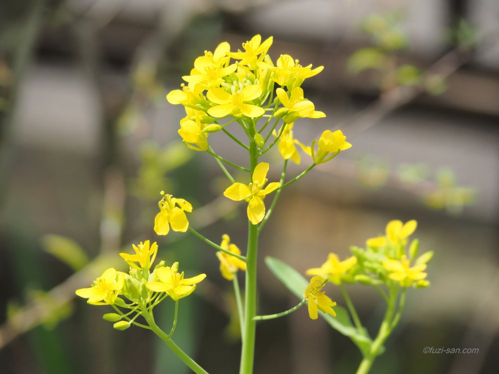 クリックで拡大表示<ナノハナ(菜の花)>