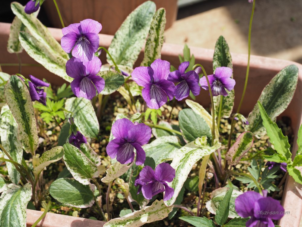 クリックで拡大表示<ニシキスミレ(錦菫)>