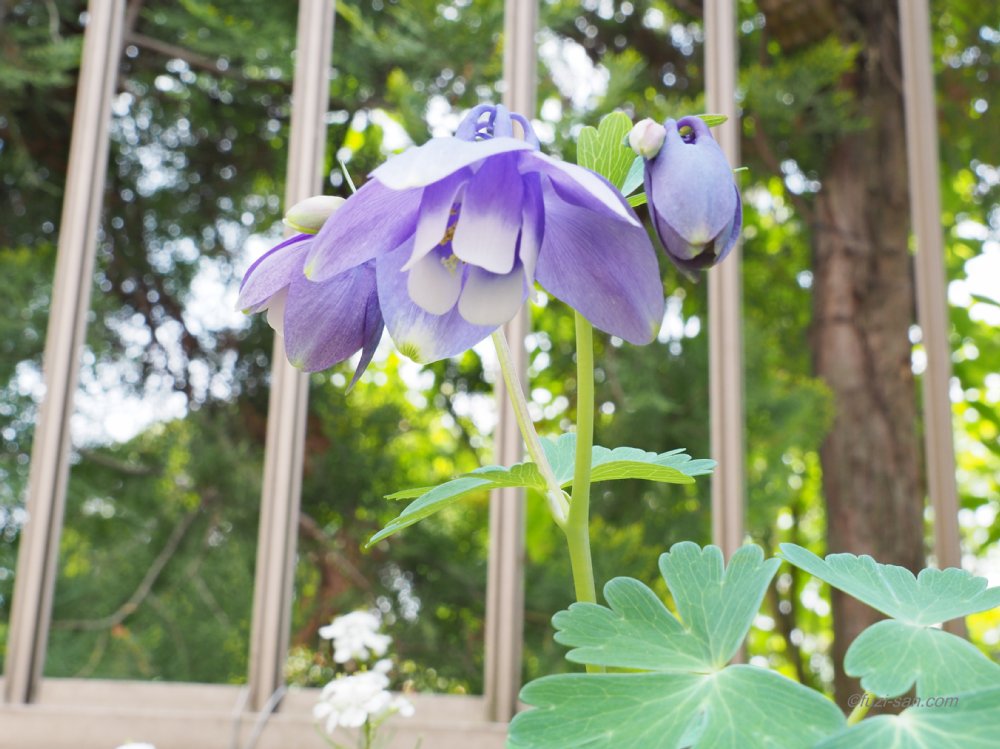 クリックで拡大表示<オダマキ(苧環)>