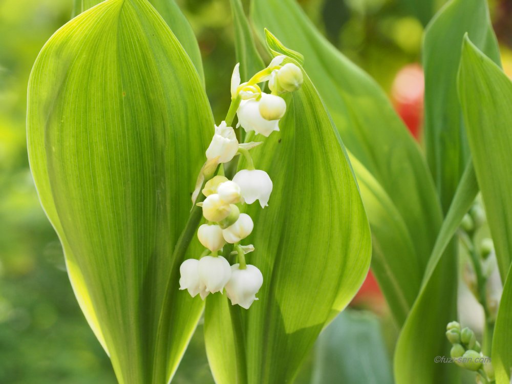 クリックで拡大表示<スズラン(独逸鈴蘭)>